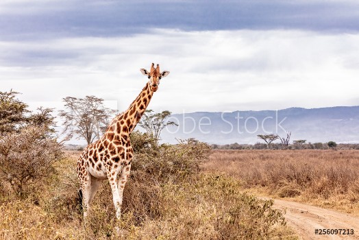 Picture of Rothschild Giraffe Along Road in Kenya Africa